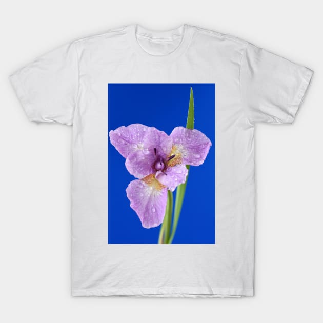 Iris T-Shirt by chrisburrows